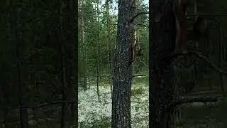 Встретил белку в северном лесу. ЯНАО #природа #лето #белка #янао #лес #forest #squirrel #russia
