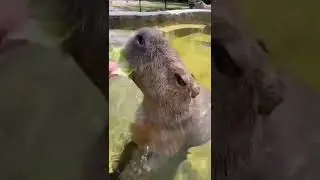 капибара плавает