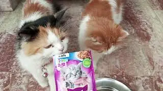 my cat's favorite food #cat #catfood #rozzeecozzeelife