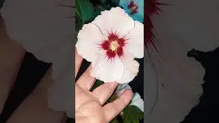 Цветы,мойсад.