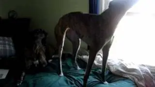 My Greyhounds Howling
