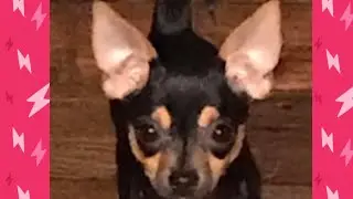 Molly the 7 month old chihuahua playing with Pinky the 9 year old poodle