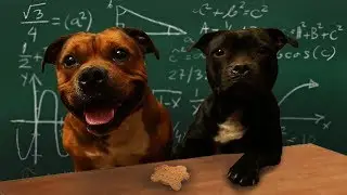INTELLIGENCE TEST OUR DOGS! IQ-TEST! IS YOUR DOG A GENIUS OR ...?