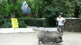 Вьетнамская свинка как барьер