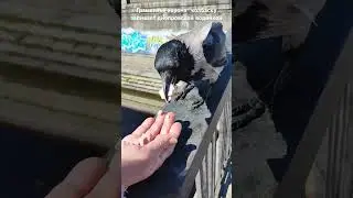 Karlusha eats sausage and drinks Dnieper water