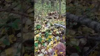 Неубранный урожай..