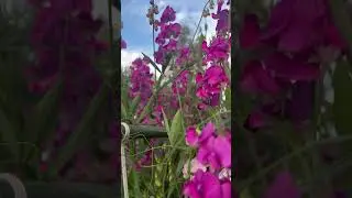 #дача #горошек #надаче #отдыхаем #хорошо