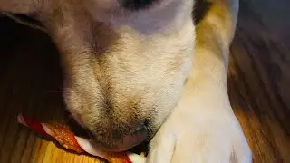 Brave Paws, Strong Heart: CHUBI’s Surgery Journey