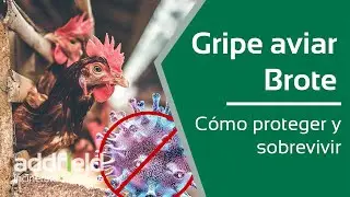 Cómo prevenir y sobrevivir a la gripe aviar