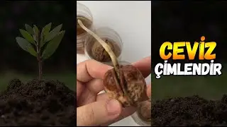 The Easiest Way to Germinate Walnuts