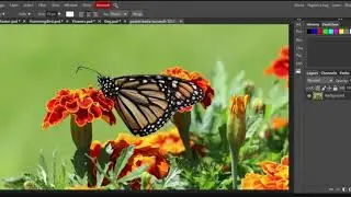 What is PhotoPea