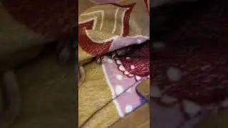 Нос, лапы и хвост. 