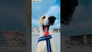 Our Pluto Dog's Journey 🥳 | #87 | 