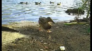 Дикие утки едят хлеб.