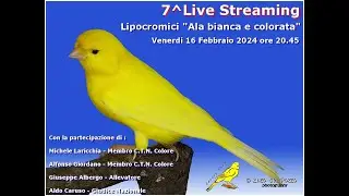 Canary Team -  7^ Live Streaming - Canarini Lipocromici "Ala bianca e ala colorata"
