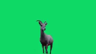 GREEN SCREEN GOAT ANIMATED HD |  FREE TO USE GRAPHICS ANIMATIONS