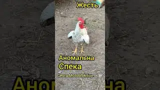 ЖЕСТЬ Кури падають від жари / Chickens fall from the heat 