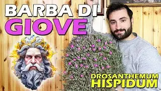 BARBA DI GIOVE PIANTA SUCCULENTA RICADENTE | DROSANTHMEMUM HISPIDUM|