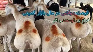 گزارش ویژه : از نقاش کمپنی کابل قیمت مواشی بز،گوسفند و گاو