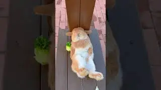 Cozy Bunny Dreams: Adorable Rabbit Snoozing. 