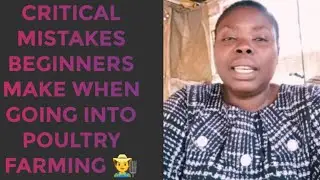 CRITICAL MISTAKES BEGINNERS MAKE WHEN GOING INTO POULTRY FARMING