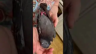 КАК КАЙФУЮТ ГОЛУБИ 😁 