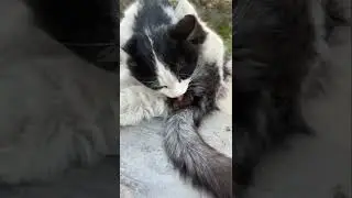 Cat licking his penis