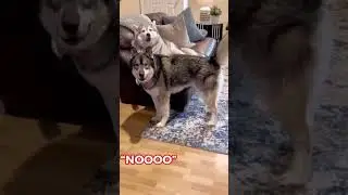Dogs with ✨ATTITUDE ✨