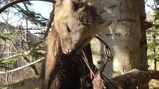 Первая добыча - соболь, тёплая осень, сезон 2023 г. - 2024 г.