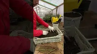 Ежевика-супер способ размножения-Зимнее черенкование укоренение