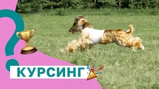 КУРСИНГ. Бег за механической приманкой. Кинологический спорт