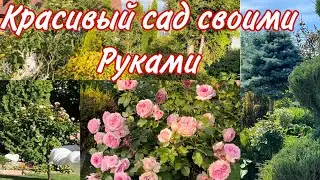 Купили много штамбовых роз . И новые деревья в сад . Красивый сад своими руками .