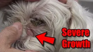 How To SAFELY Clean Under Your Dog's Eyes