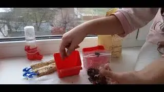 КАК УХАЖИВАТЬ ЗА ПОПУГАЕМ  (обучающие видео)