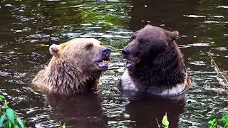 TWO BEARS CUDDLING AND PLAYING