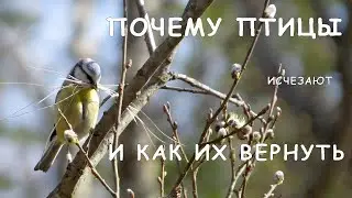 Птицы: почему они исчезают и как их вернуть