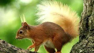 SİNCAP SESİ (Squirrel SOUND)