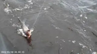 тролинг на Рыбинском 4 07 24