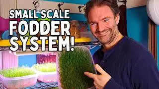 Small Scale RABBIT FODDER SYSTEM: Save Money Growing Your Own Rabbit Food