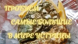 ⁉️ЧТО ВНУТРИ УСТРИЦЫ⁉️ ❗УСТРИЦЫ ПОЛЬЗА❗УСТРИЦЫ МУКБАНК❗ОТКРЫВАЕМ УСТРИЦЫ❗ПРОБУЕМ УСТРИЦ❗