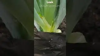 Growing the Leek #short #shorts #homegarden #garden #plants