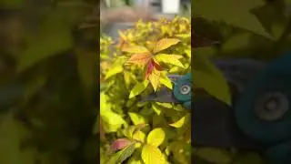 Оранжево - красный в весеннем саду☘️ Спирея Гольдфлейм☘️ Пузыреплодник Леди ин Ред☘️ Апрель 2024