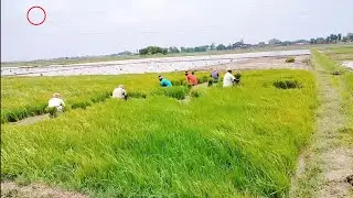 gaw mein kheti