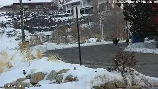 Turkeys!