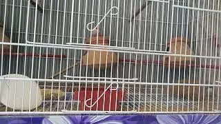 Zebra Finch || Zebra Finch Bird and Nest Cage Setup || Zebra Finch Nesting Material || Birds Care