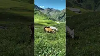 Die schönsten Aussichten? Gibt es in Liechtenstein... #wanderlust #bergwandern #alpenliebe #shorts