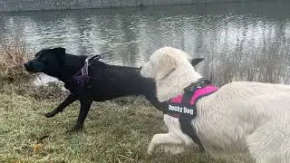 Doggie fun times