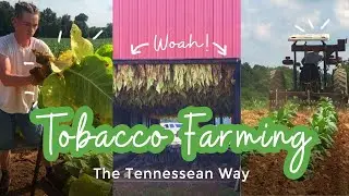 Tobacco Farming in Tennessee (Robertson County)