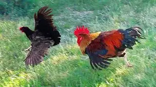New adventures of the orange rooster.