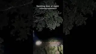 Thrilling night walk near reserve forest | Spotted deers at night